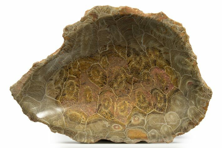 Polished Fossil Coral (Actinocyathus) Dish - Morocco #323046